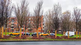 В ЮЗАО на вылетной магистрали высаживают дубы, липы и клены