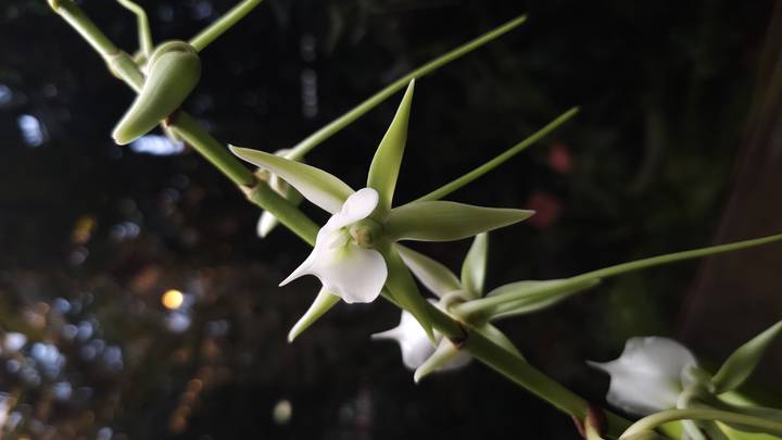 Редкая орхидея из Мадагаскара расцвела в «Аптекарском огороде»