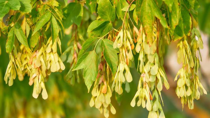 Почему в Москве решили вырубить все ясенелистные клены
