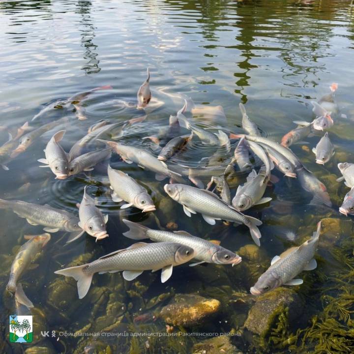 Белгородские чиновники отчитались о работе с помощью сгенерированных ИИ карпов