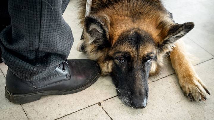 Фото: Дмитрий Дубинский / Вечерняя Москва