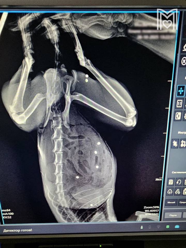 Расстрелянного из ружья кота с более чем 20 ранениями спасли московские ветеринары 