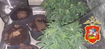 Полиция задержала мужчину, выращивавшего коноплю в коттедже в Подмосковье