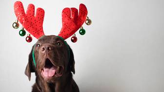 Как подготовить питомца к новогодним салютам