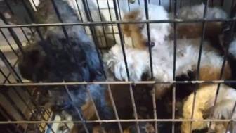 Свыше 130 истощенных собак спасли из заточения в квартире в Тольятти