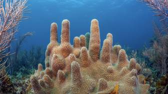 Россиянин привез из Вьетнама 16 кораллов и стал фигурантом административного дела