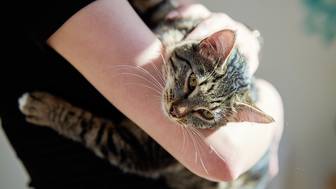 Сервис «Моспитомец» помогает животным из приютов найти заботливых хозяев