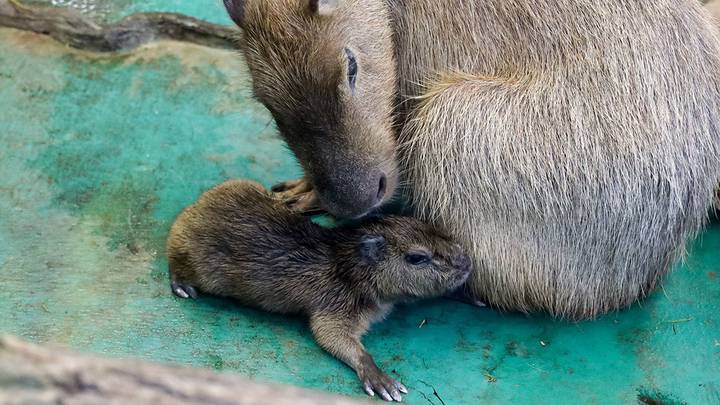 Детеныш капибары в вольере Московского зоопарка / Фото: АГН Москва