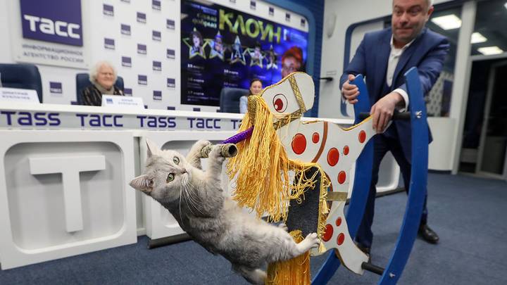 Художественный руководитель Театра кошек Куклачева Дмитрий Куклачев и кошка во время пресс-конференции / Фото: АГН Москва