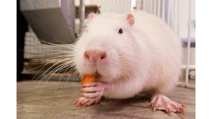 Зоокафе с нутрией в Москве / Фото: АГН Москва