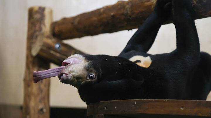 Малайский медведь в Московском зоопарке / Фото: АГН Москва
