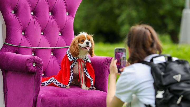 Летний фестиваль «Собаки, друзья и человеки» / Фото: АГН Москва
