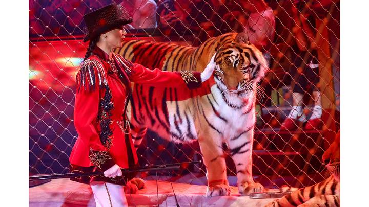 Всемирный фестиваль циркового искусства «Идол-2025» / Фото: АГН Москва