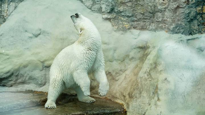 Работа Московского зоопарка в жаркий день 30 июля 2025 года / Фото: АГН Москва