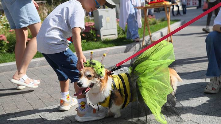 Костюмированный парад собак породы корги на ВДНХ / Фото: АГН Москва
