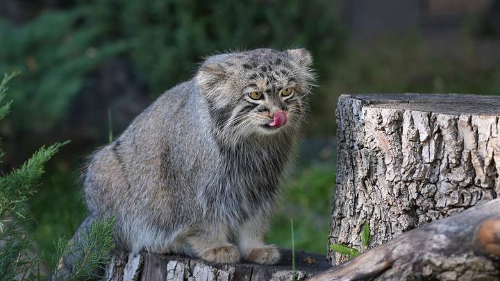 Манул Тимофей в вольере Московского зоопарка / Фото: АГН Москва