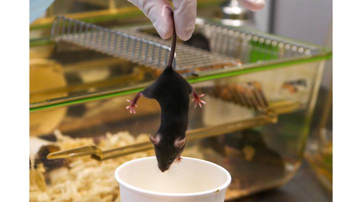 Мышка в новом виварии МГУ / Фото: АГН Москва