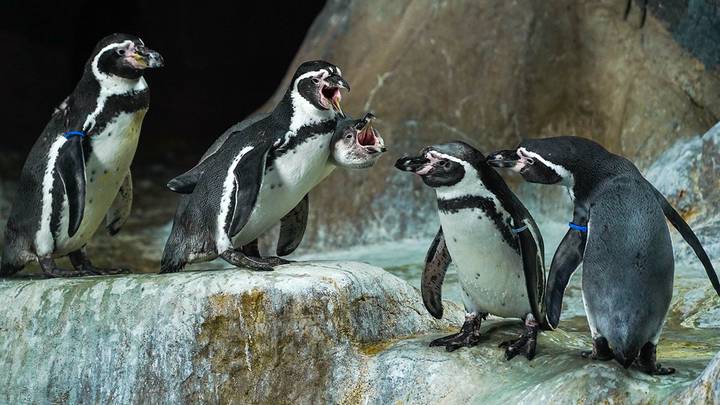 Пингвины в вольере Московского зоопарка / Фото: АГН Москва