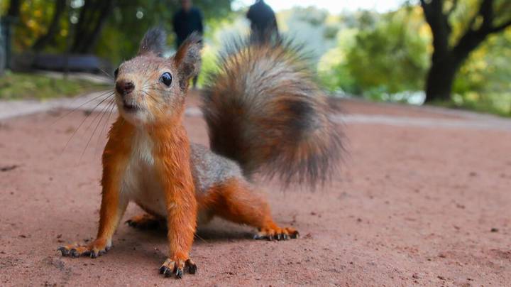 Белки на территории музея-заповедника «Царицыно» / Фото: АГН Москва