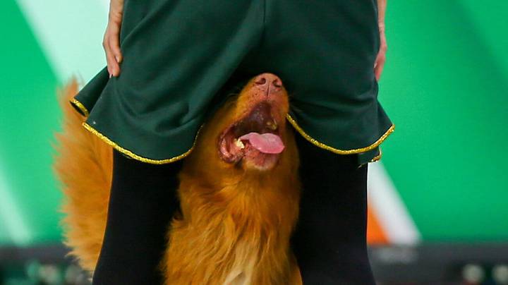 Международная выставка собак всех пород «Евразия-2025» / Фото: АГН Москва