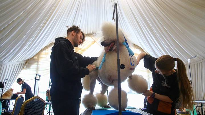 Международный конкурс грумеров «Groom CUP — 2025» / Фото: АГН Москва