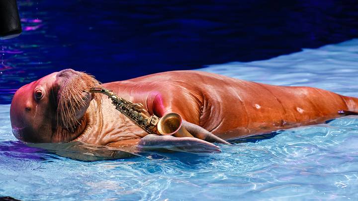 Премьера шоу «Море снов» в Центре океанографии и морской биологии «Москвариум» / Фото: АГН Москва