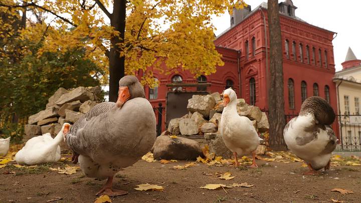 Фото: Анатолий Цымбалюк / Вечерняя Москва
