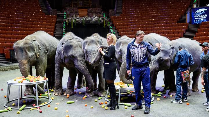Шесть слонят из Мьянмы прибыли в Большой Московский цирк / Фото: Дмитрий Дубинский / Вечерняя Москва
