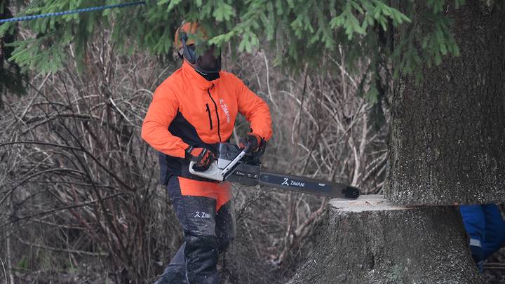 Церемония спиливания главной новогодней елки России в Рузском муниципальном округе / Фото: Пелагия Замятина / Вечерняя Москва