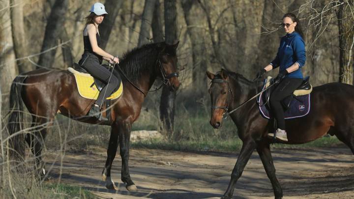 Погибшие после отравления лошади