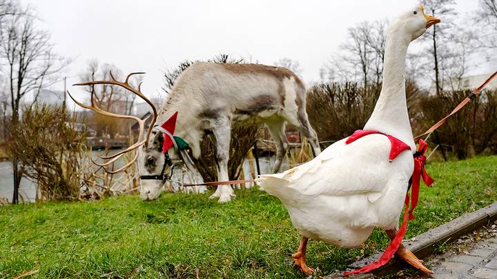 Городская ферма на ВДНХ / Фото: Дмитрий Дубинский / Вечерняя Москва