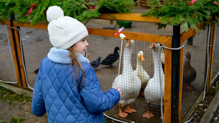Городская ферма на ВДНХ / Фото: Дмитрий Дубинский / Вечерняя Москва