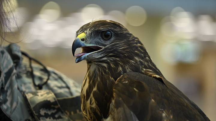 Фото: Анатолий Цымбалюк / Вечерняя Москва