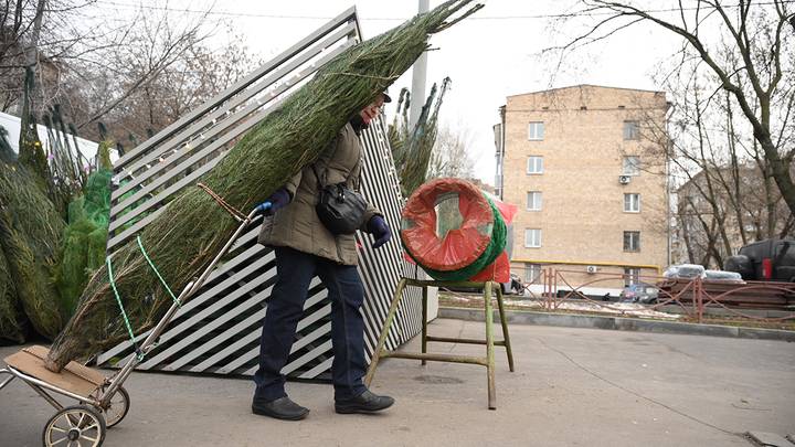 В Москве открылись елочные базары / Фото: Пелагия Замятина / Вечерняя Москва