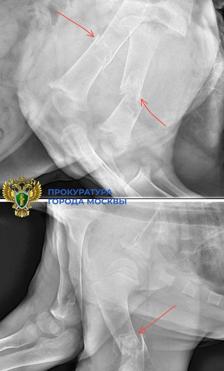 Блогер держал львенка в «Москве-Сити»: что с животным, жив ли он и что грозит его хозяину