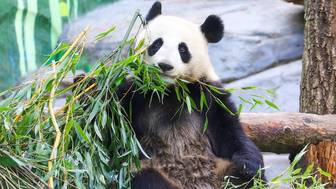 Участники «Миллиона призов» получат больше баллов за опекунство над животными