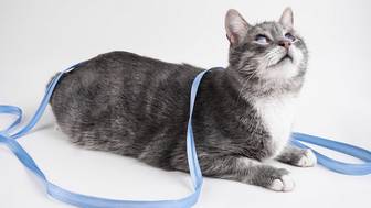 Фотографы рассказали, как проходили съемки животных из проекта «Моспитомец»