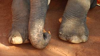 Слониха спасла детеныша при наводнении в парке Крюгера в ЮАР