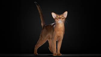 Самый красивый кот в мире в 2025 году: что известно о нем и его породе