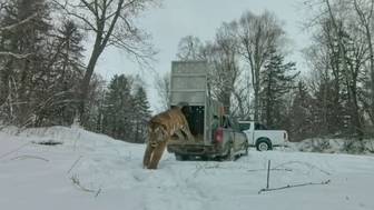Пойманного в амурском поселке тигра выпустили в тайгу (видео)