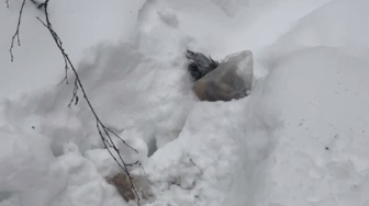 Расчлененную собаку нашли на юге Москвы: где она лежала, что с ней сделали, подробности жуткой истории