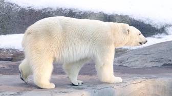 Зрители трансляций из Московского зоопарка проверят знания о белых медведях