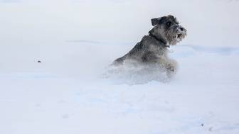 Тело россиянки покрылось язвами из-за грязных лап питомца