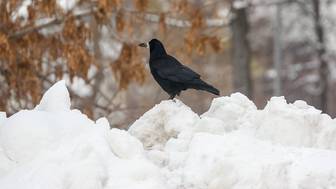 Синоптик Ильин пообещал москвичам новую волну морозов в феврале