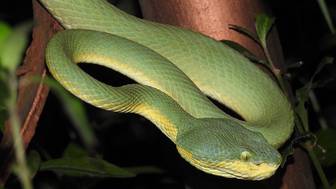 Ядовитая бамбуковая куфия укусила 16-летнюю девушку в Москве