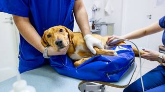 Анастасия Ракова объявила о запуске онлайн-консультации врачей государственных ветклиник