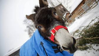 В Московском зоопарке показали будни вернувшегося со СВО ослика Жорика