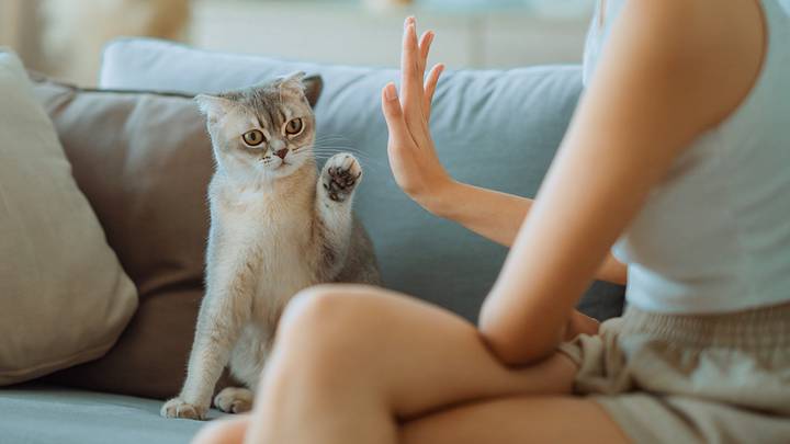 Между нами пробежала кошка