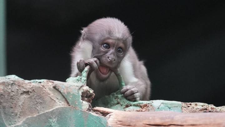 Собянин: Около 600 детенышей появились на свет в Московском зоопарке в 2025 году