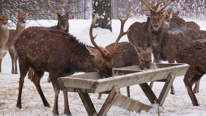 Фото: Анатолий Цымбалюк / Вечерняя Москва